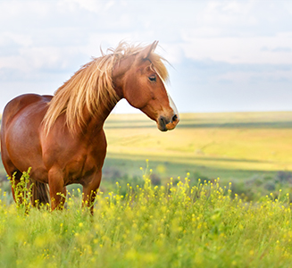 Pferd auf Koppel mit Felderrn im Hintergrund