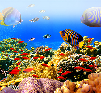 Fische im Korallenriff Unterwasser